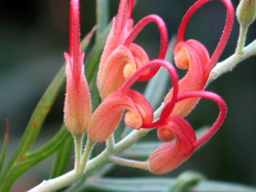 grevillea1116d_ms