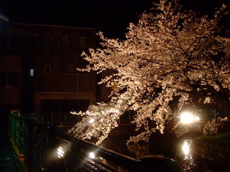 桜3
