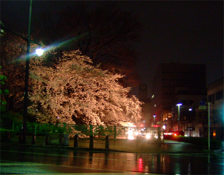桜2