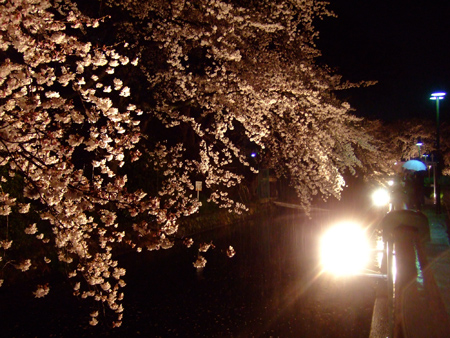 桜1