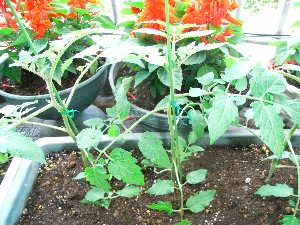 RIMG0081