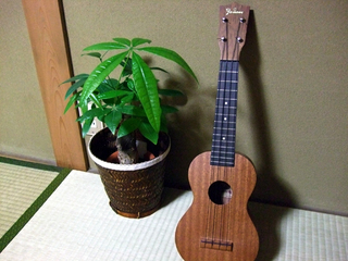 ウクレレを買いました。