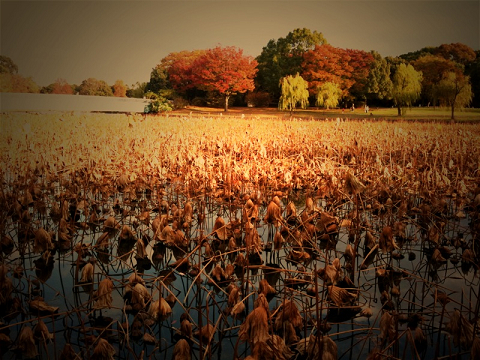 resize2464
