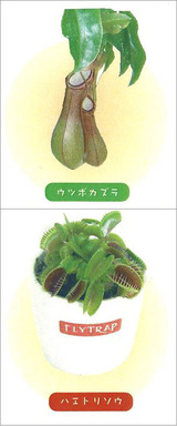 ��Ƥ뿩�ʪ