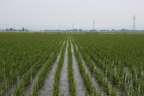 田圃