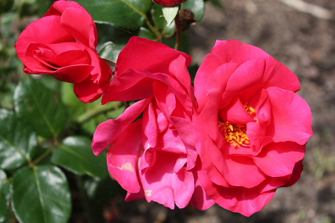 薔薇2