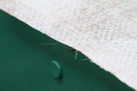 カマキリ2