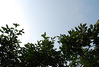 夏日の空