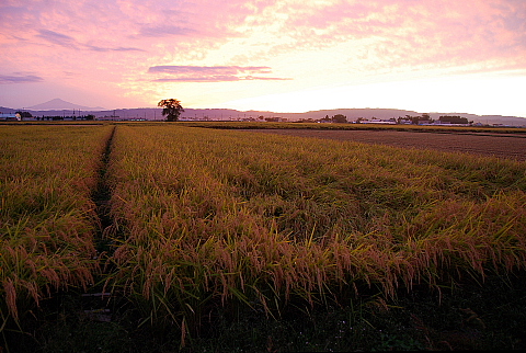 夕暮れ田圃