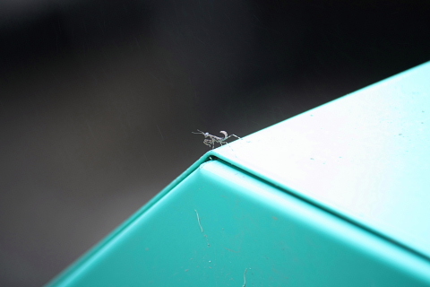カマキリ1