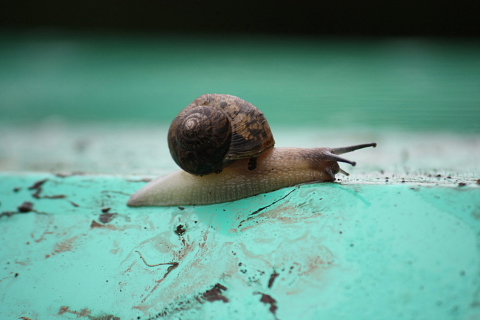 ウスカワマイマイ