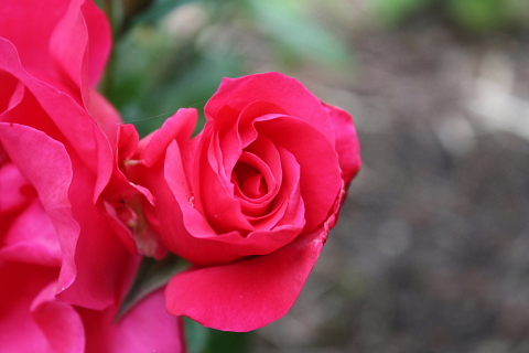 薔薇1