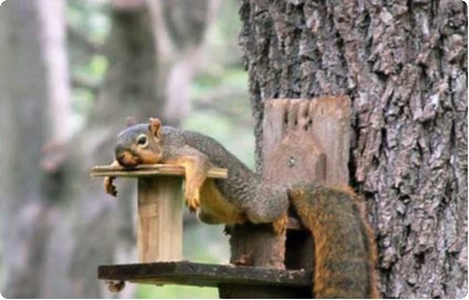imagessquirrel.jpg imagessquirrel.jpg