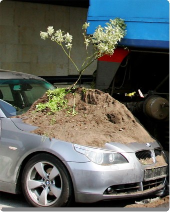 BMWの上に 盆栽 Bonsai on the BMW BMWの上に 盆栽 Bonsai on the BMW