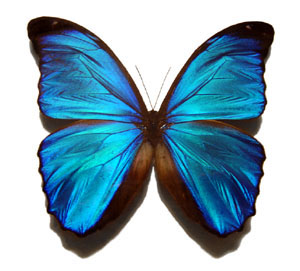 Blue_morpho_butterfly_300x271.jpg Blue_morpho_butterfly_300x271.jpg