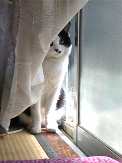 カツオ乱入