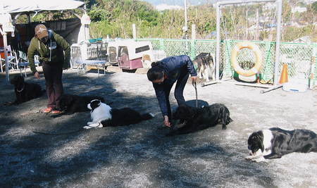 馴致です