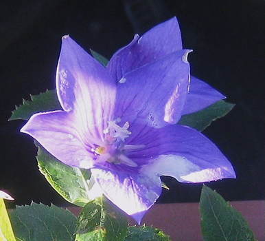ba526a5e.JPG