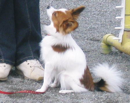 Tiara