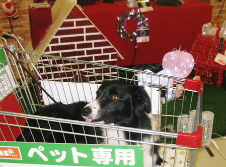 やっぱり舌チョロ