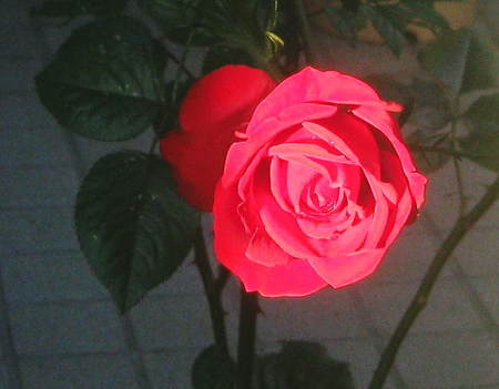 今年最後の薔薇