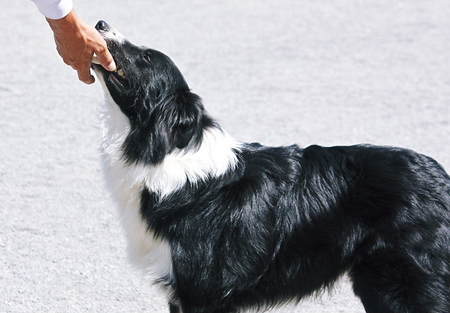 素直な良い犬なんですが…