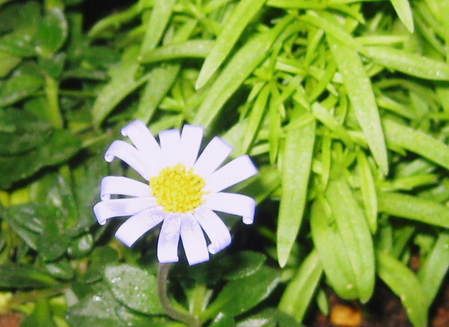 �֥롼�ǥ�����