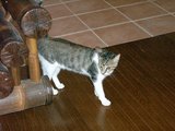ネコ