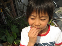haruki