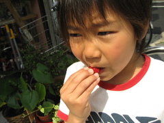 haruki