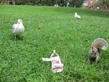 Blog_seagullshoeandsquirrel_August2009