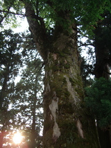 白山ひめ神社8