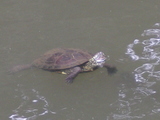 ����