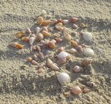 shells