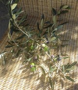 olive
