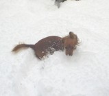 neve