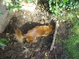 angie al giardino