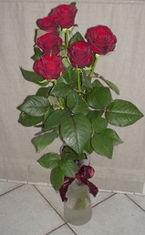 rosa