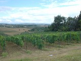 vigneto