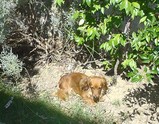 al giardino