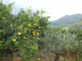 limone
