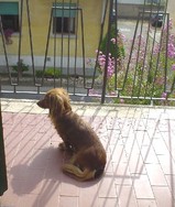 al balcone