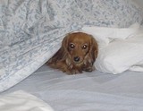 sul letto