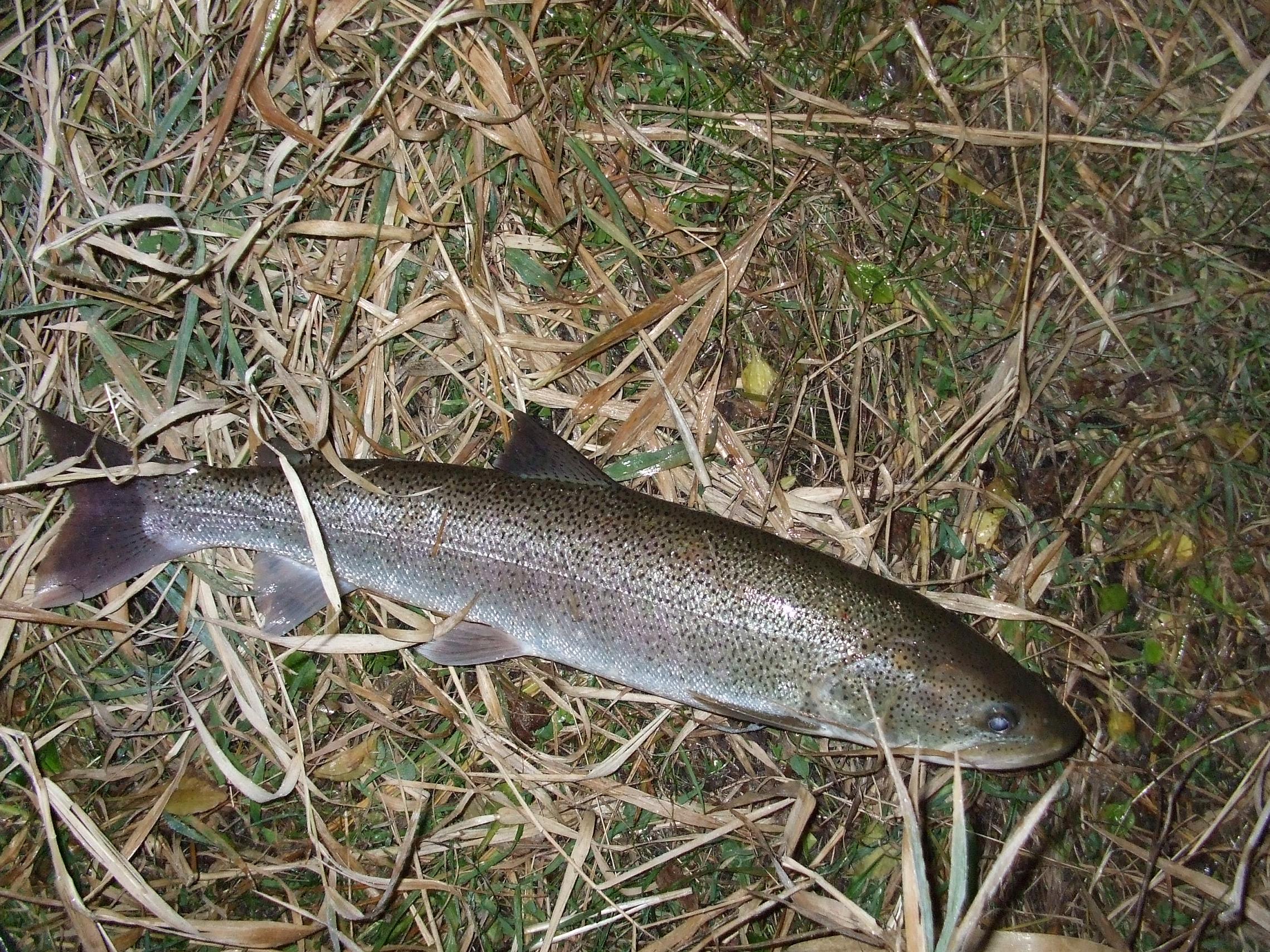 ��ʧ�����ȥ����١�54��