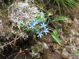 高山花3