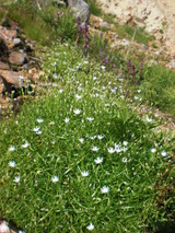 岩苔小谷お花畑6