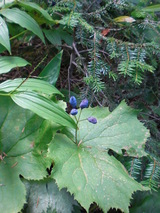 高山植物4