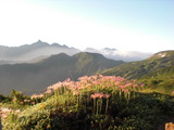 朝露のチングルマと槍ヶ岳