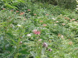 ミヤマシシウドやアザミのお花畑