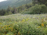 岩苔小谷お花畑